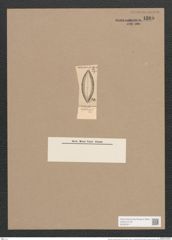 Navicula vucotinoviczii [sic] Pant. (de-Toni-Nr.: Genus 1, Species 682) Zeichnungen Sammlung Grunow Nr. 1265 (NHMW-BOT-W0367917)